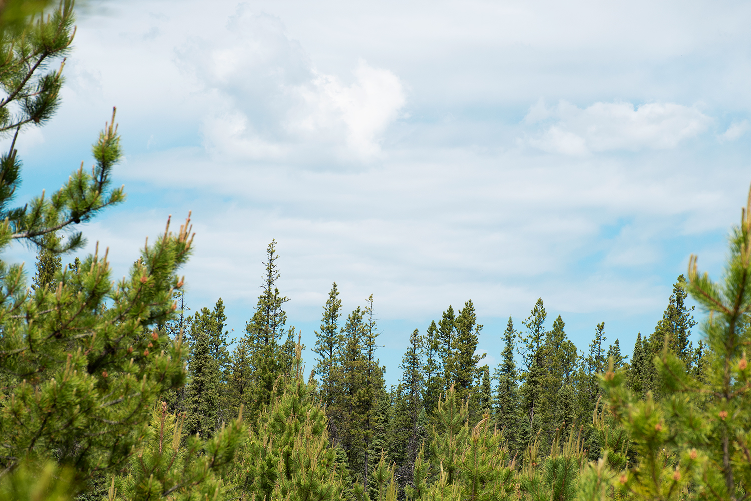 tops of juvenile pine and a blue sky with clouds