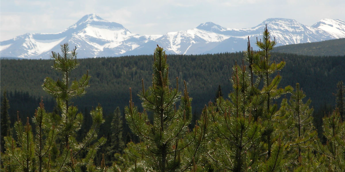 lodgepole pine with mountains in the background