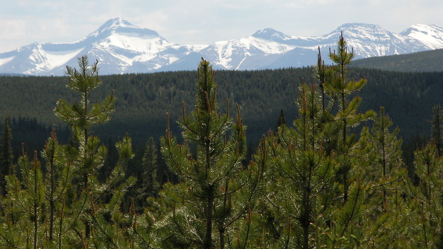 pine trees growing with mountains in the background
