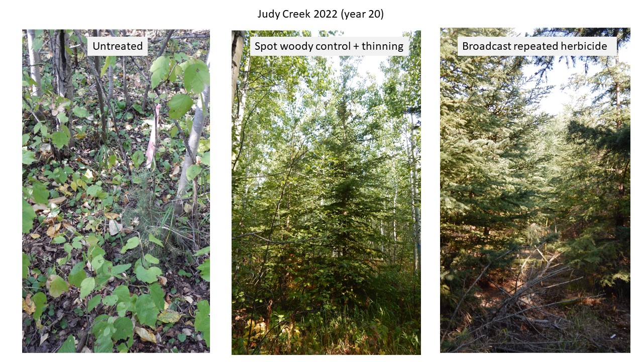 photos of the judy creek research area showing untreated, spot control and thinning, and herbicide broadcast