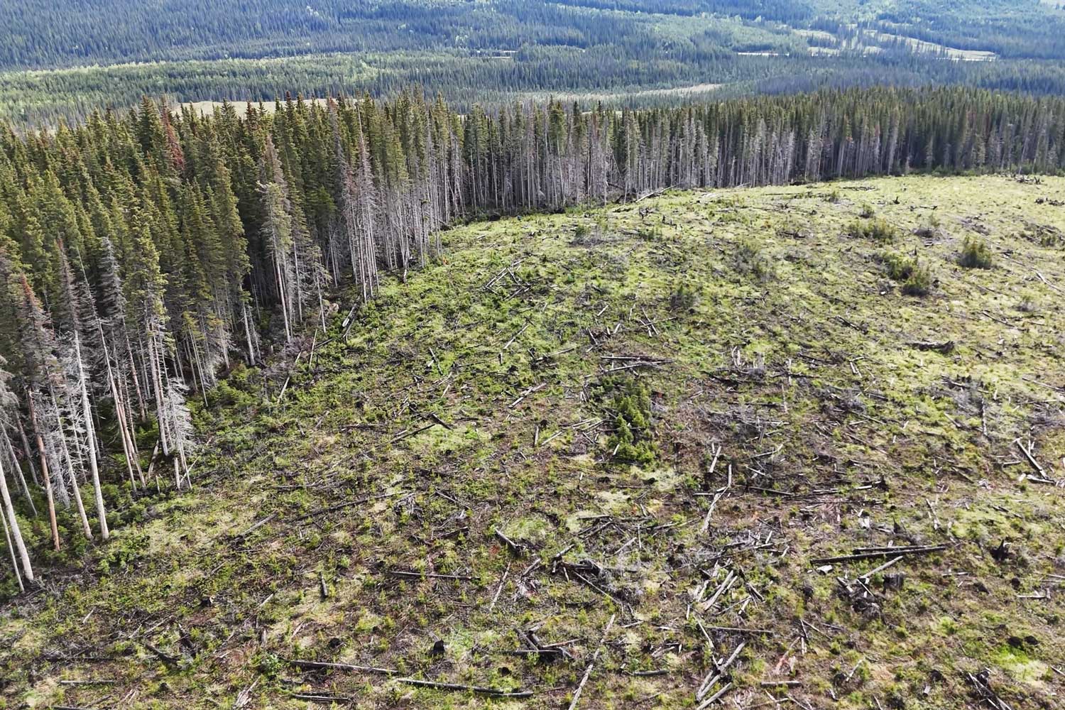 aerial image of a cutblock in the foothills