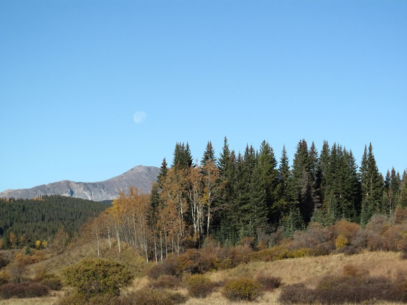 mixed wood forest in the foothills with a mountain in the background
