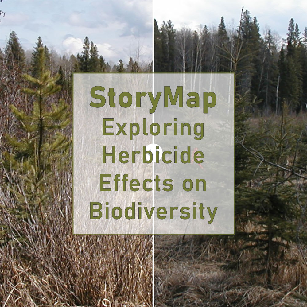 Reforestation of Lodgepole Pine in the Alberta Foothills | StoryMap